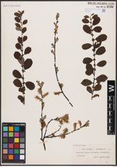 Foto von Salix aurita L.